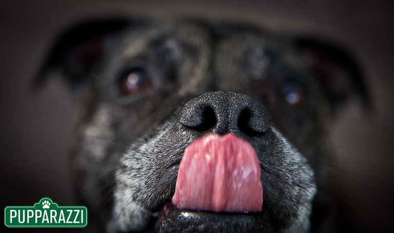 dog photographers melbourne