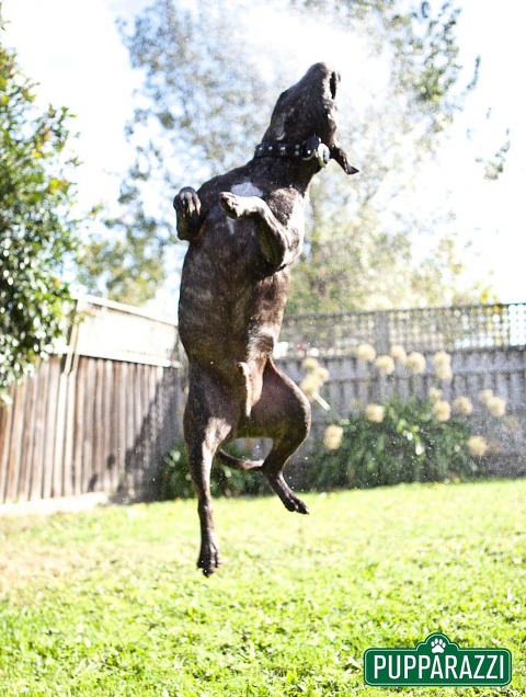pet photographers melbourne