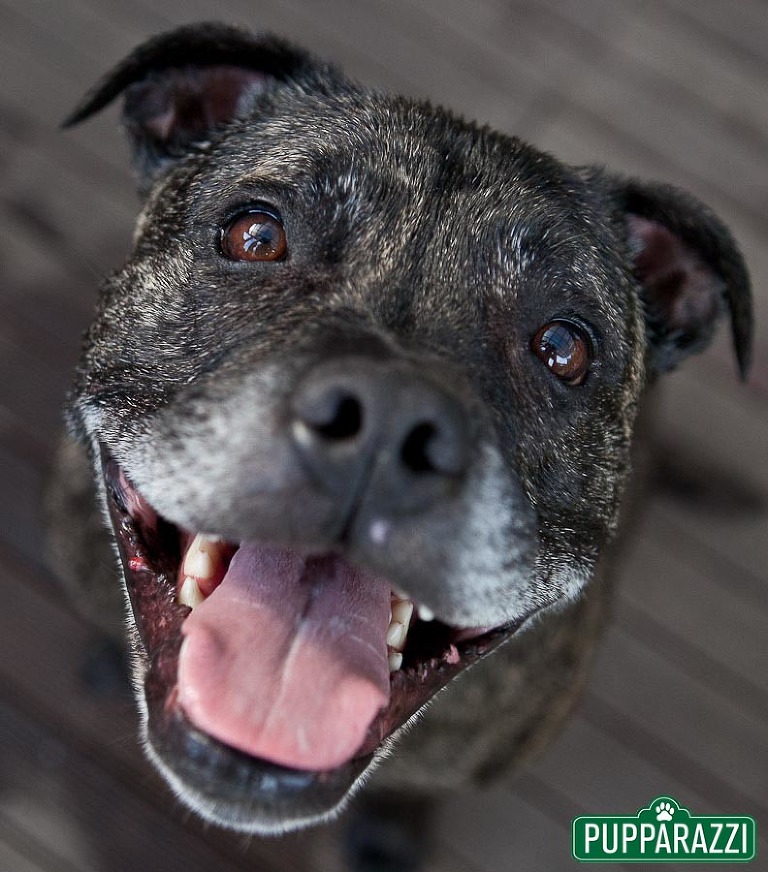 pet photographers melbourne