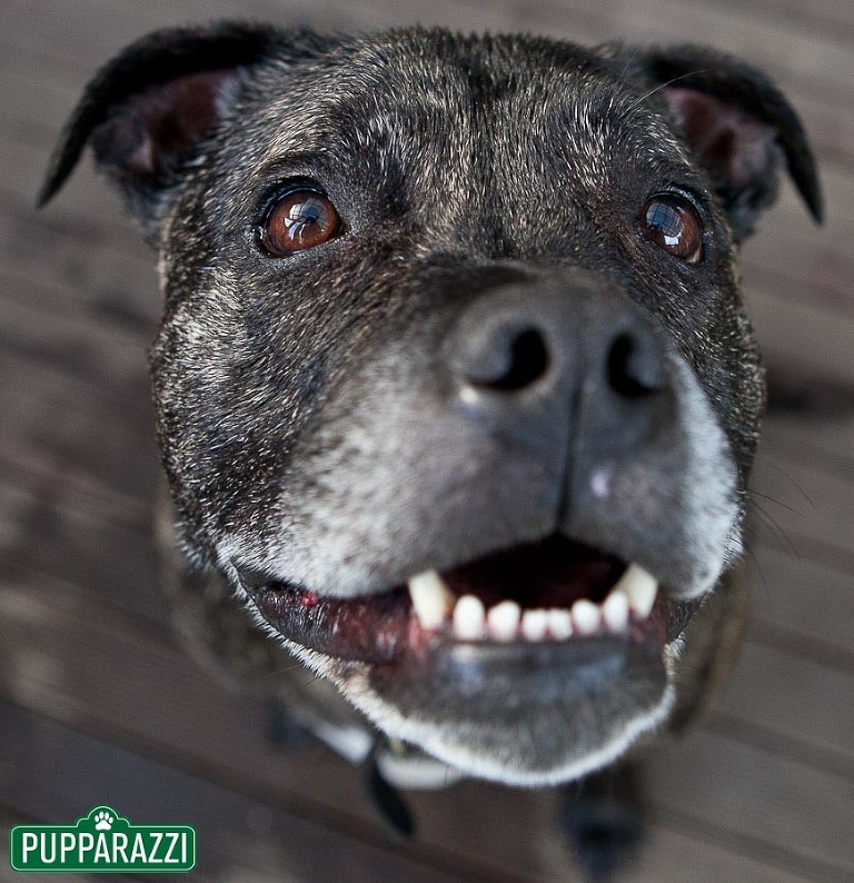 pet photographers melbourne