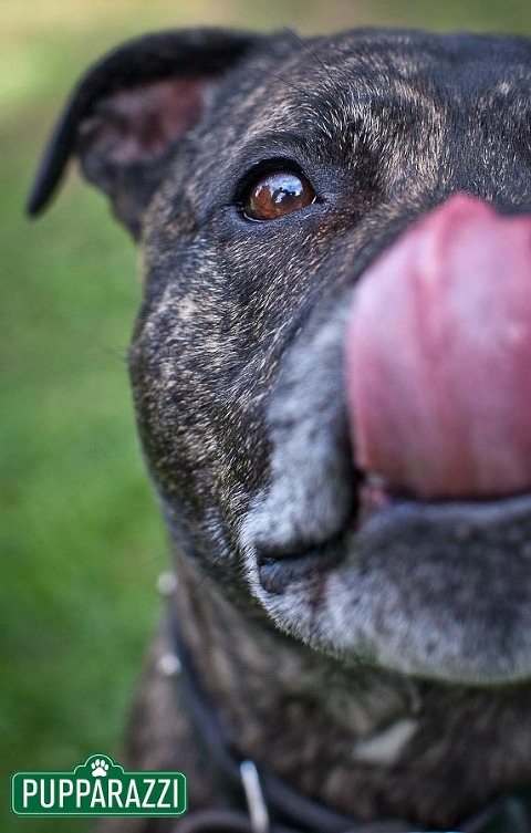 pet photos melbourne