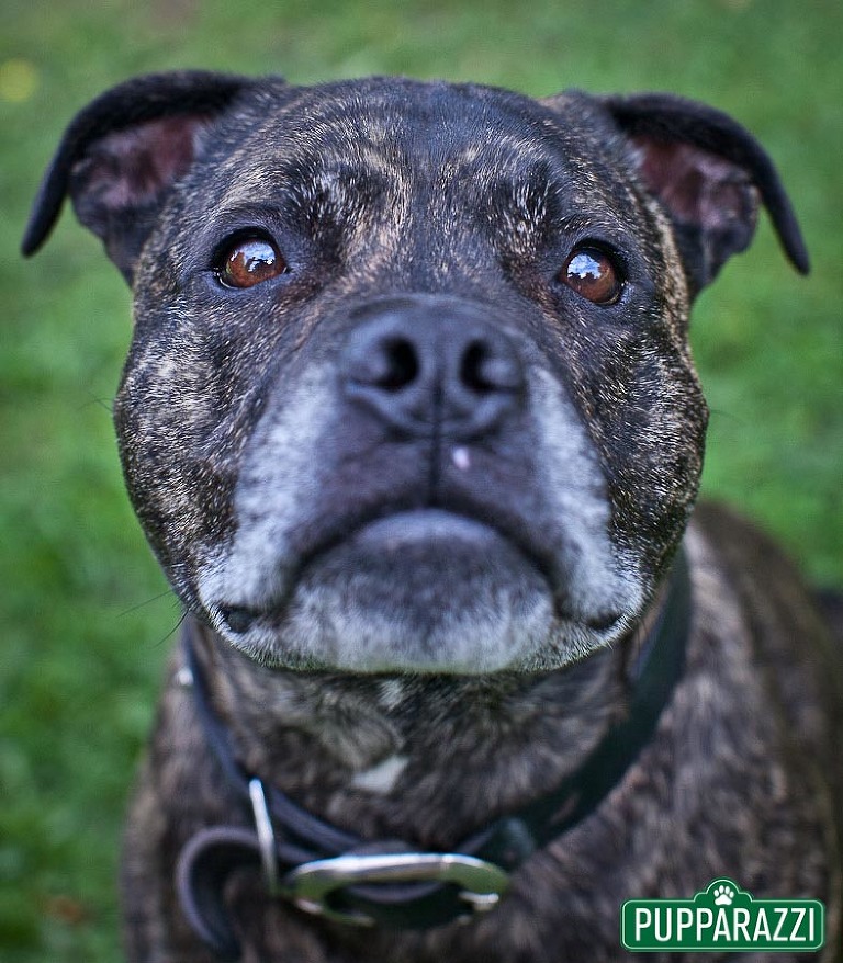 pet photos melbourne
