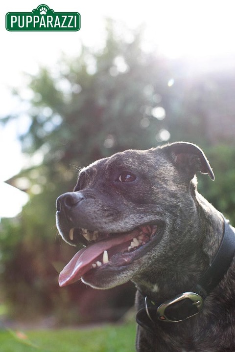 pet photos melbourne