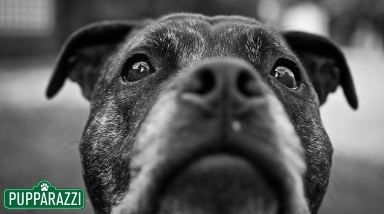 pet photos melbourne