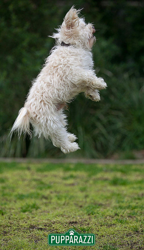 pet photos melbourne