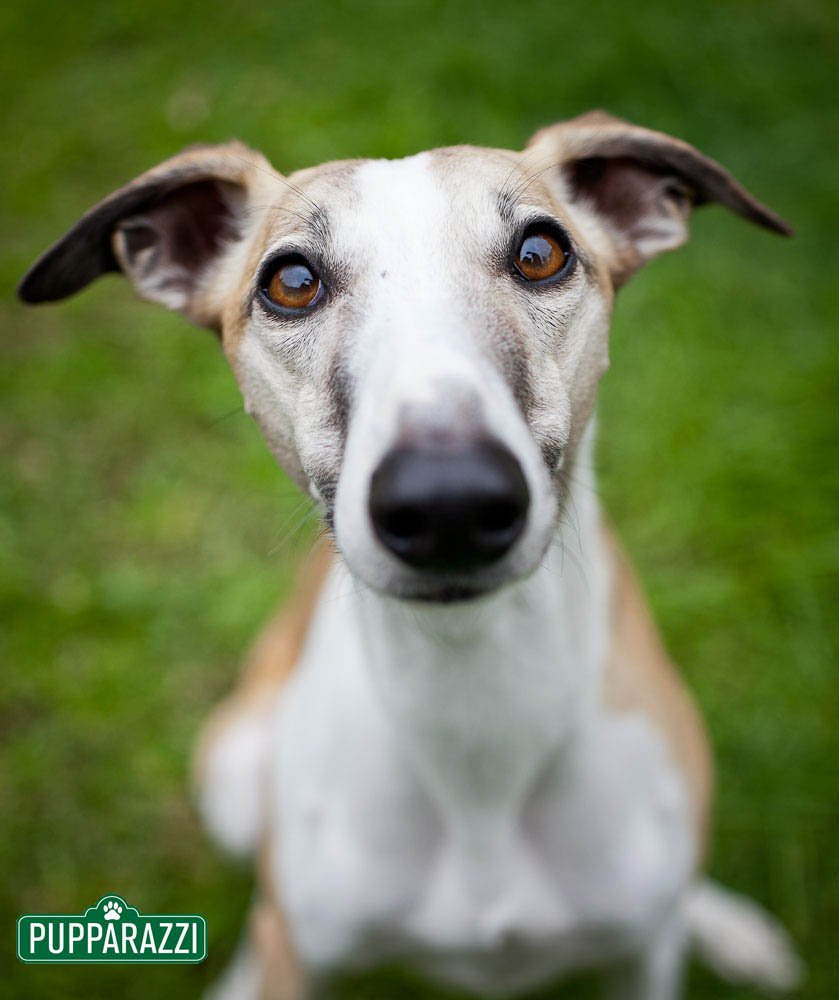 pet photography melbourne