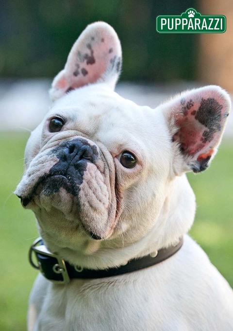 pet photography melbourne-9665