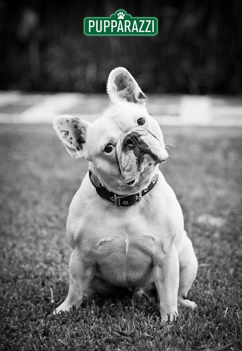 pet photography melbourne-9665