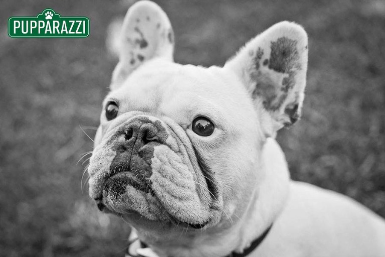 pet photography melbourne-9665