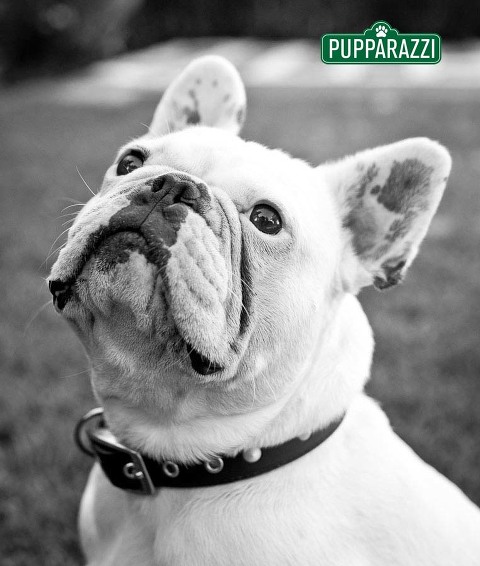 pet photography melbourne-9665
