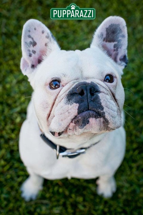 pet photography melbourne-9665