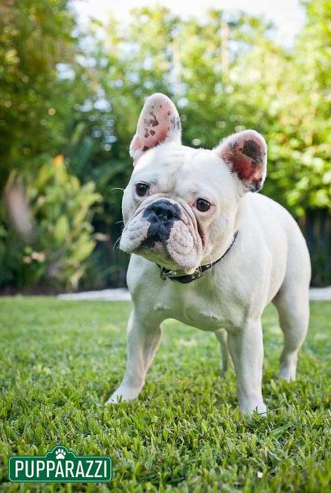 pet photography melbourne-9665