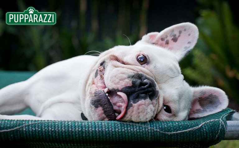 pet photography melbourne-9665