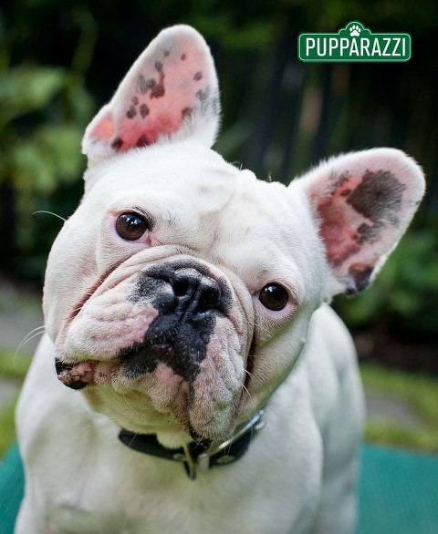 pet photography melbourne-9665