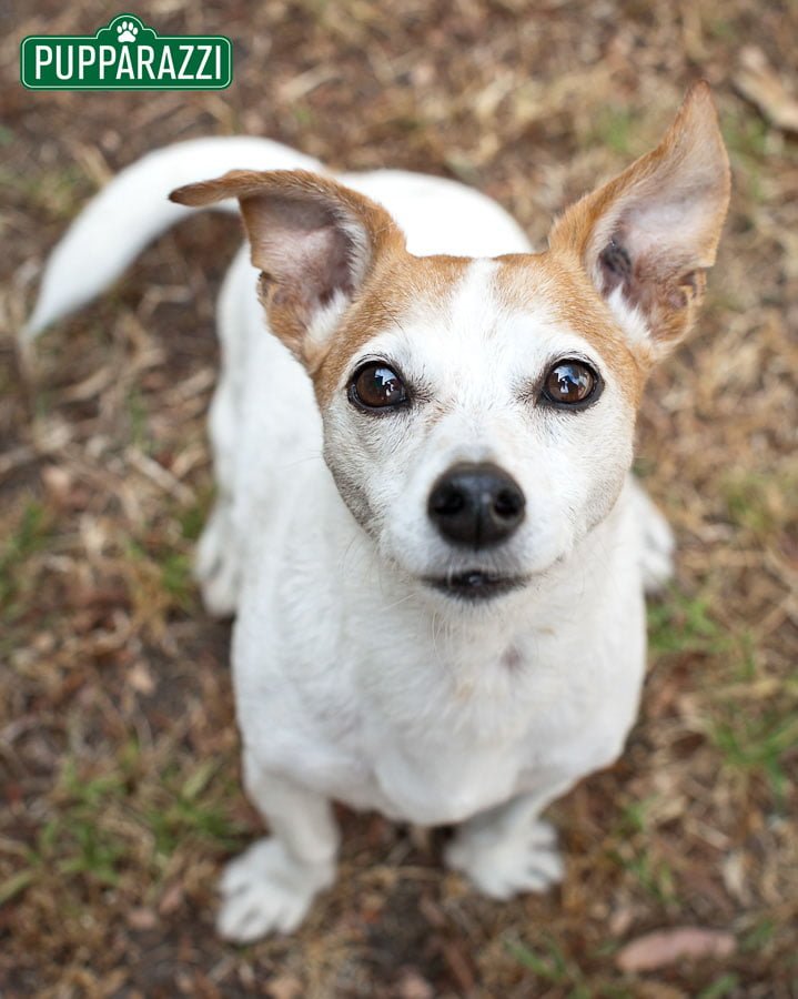 pet photos melbourne