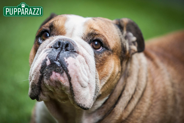 pet photographer prahran melbourne