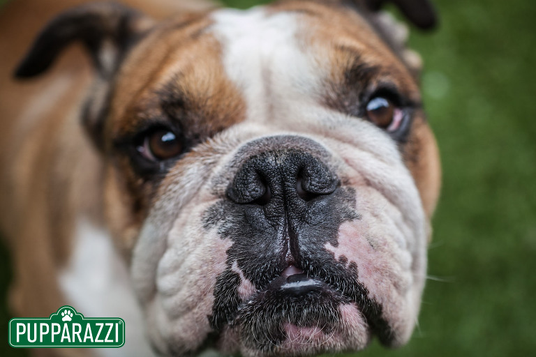 pet photographer prahran melbourne