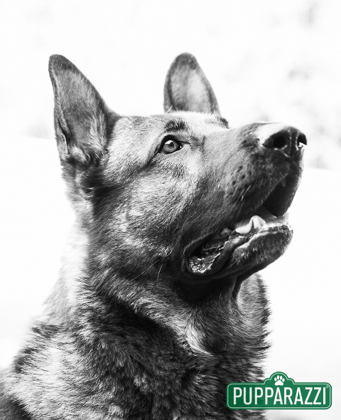 Pet Photography Melbourne