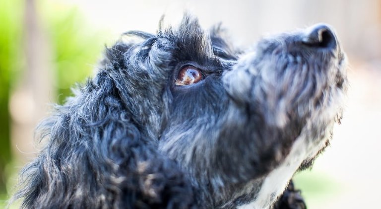 pet photographers in melbourne