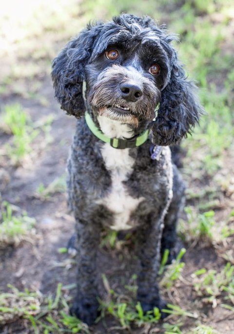 pet photographers in melbourne