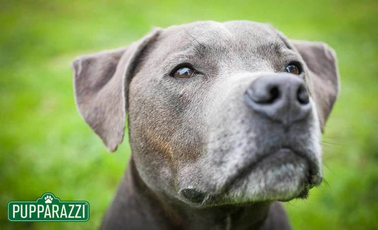 pet-photography-melbourne