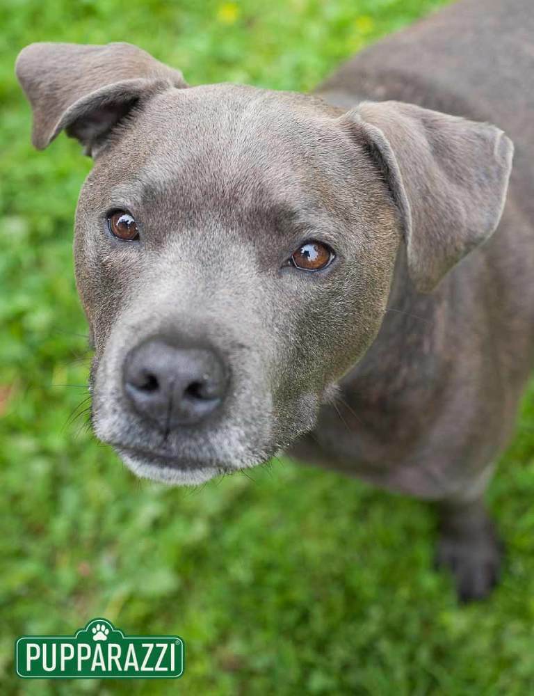 pet-photography-melbourne
