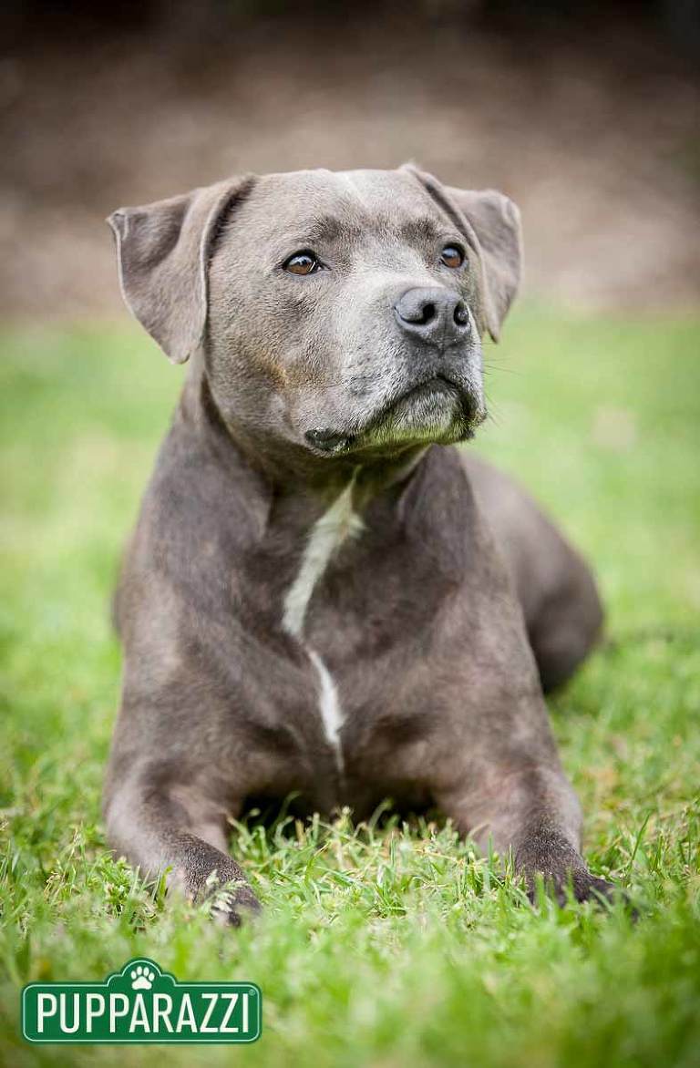 pet-photography-melbourne