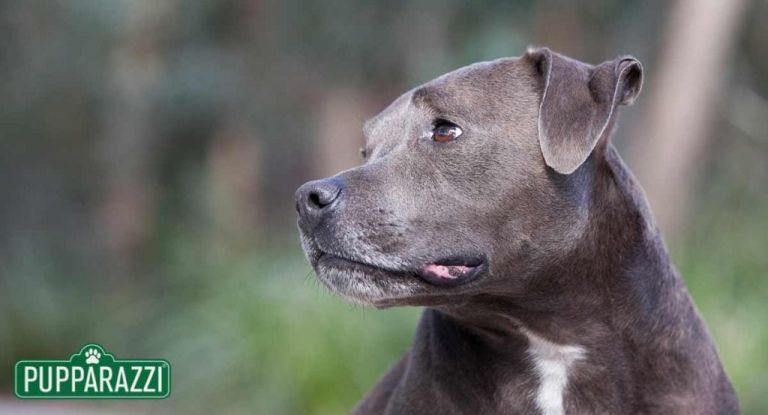 pet-photography-melbourne