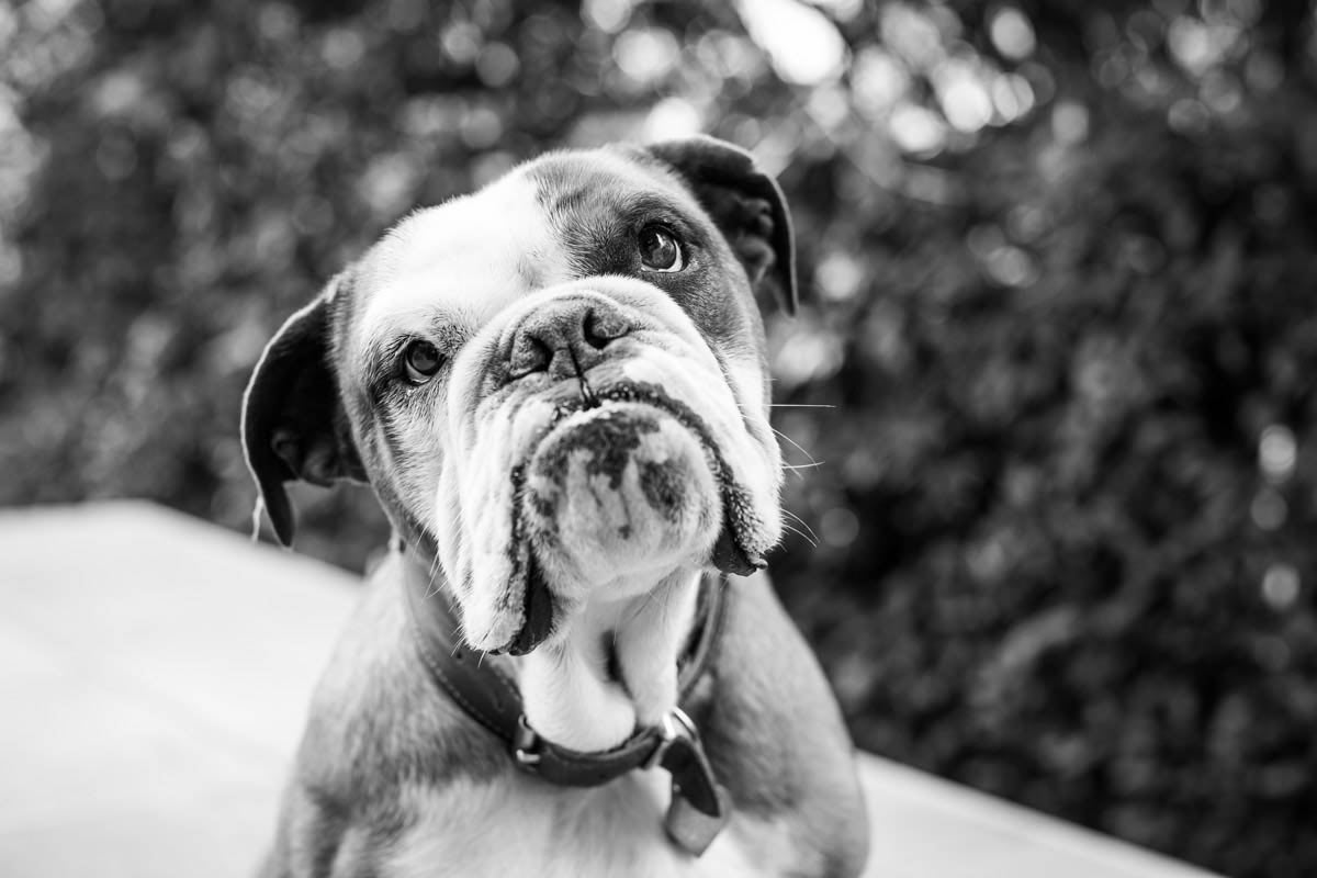 dog photographer melbourne