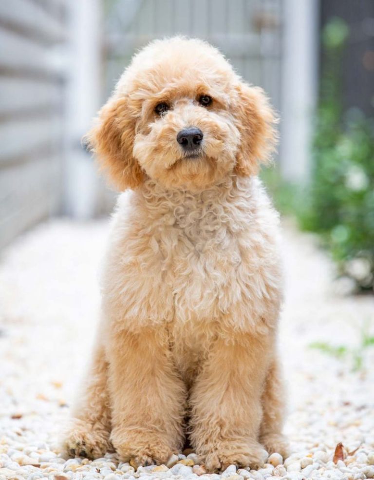 groodle-pet-photos-melbourne