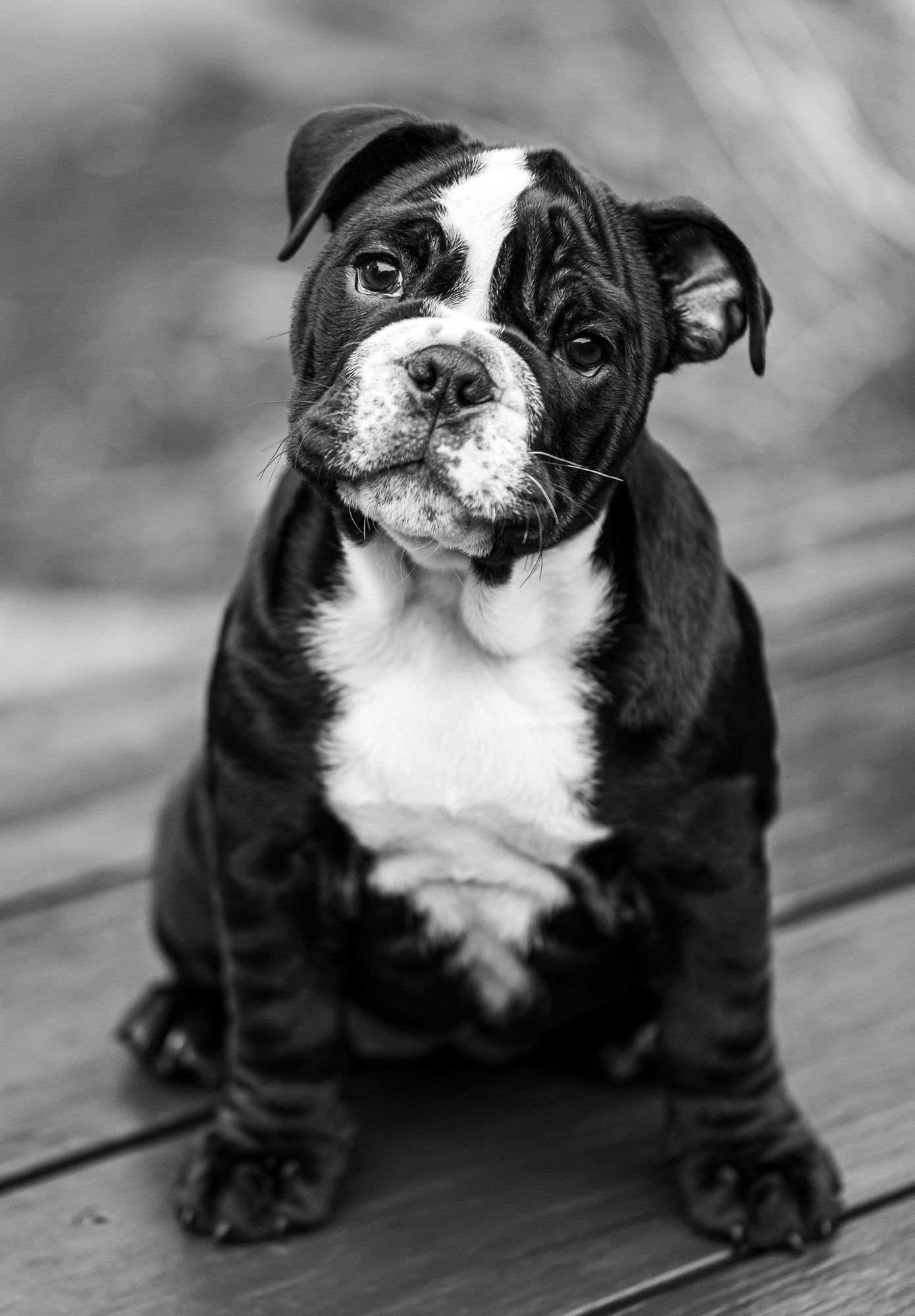 pet-photographer-port-melbourne
