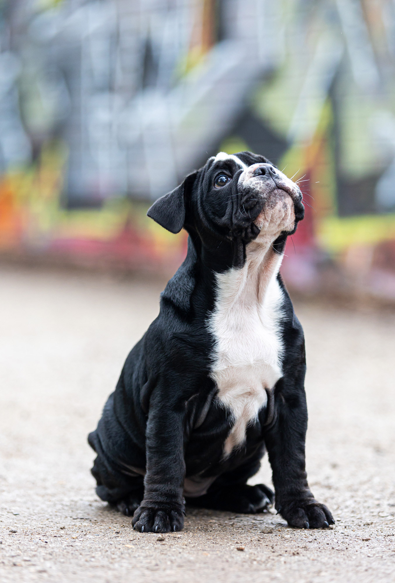 pet-photographer-port-melbourne