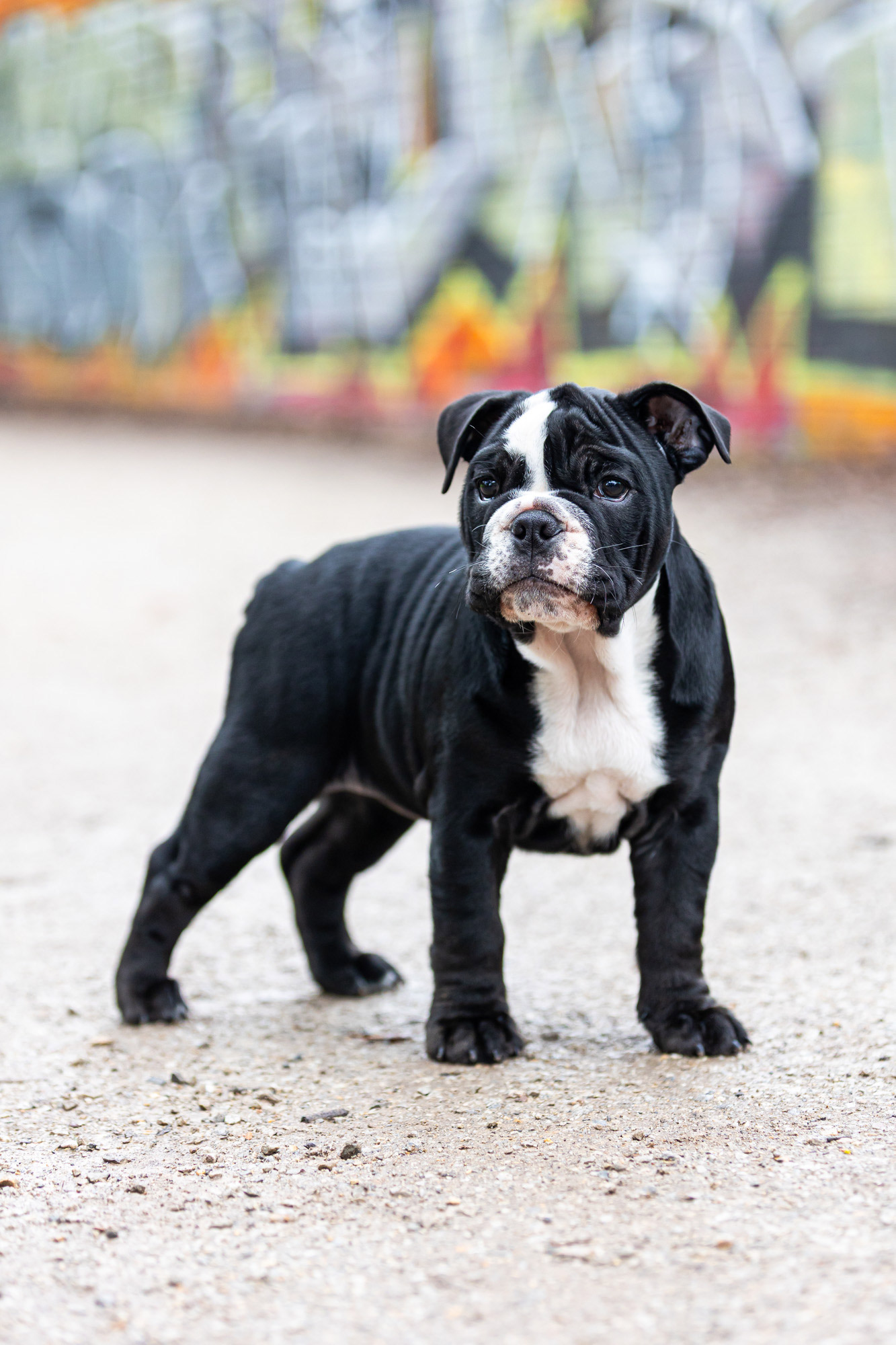 pet-photographer-port-melbourne