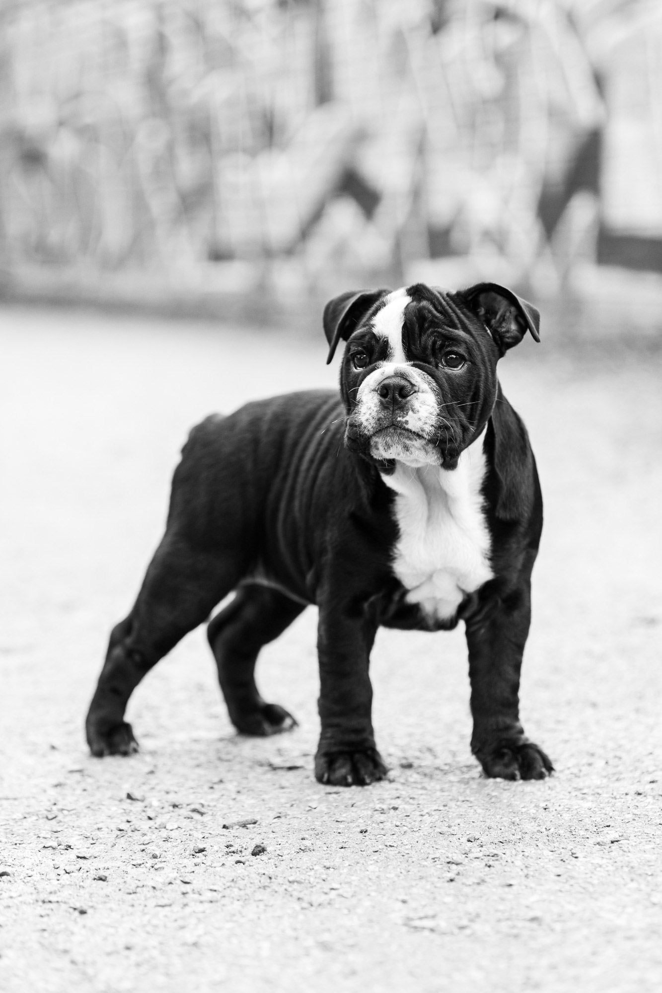 pet-photographer-port-melbourne