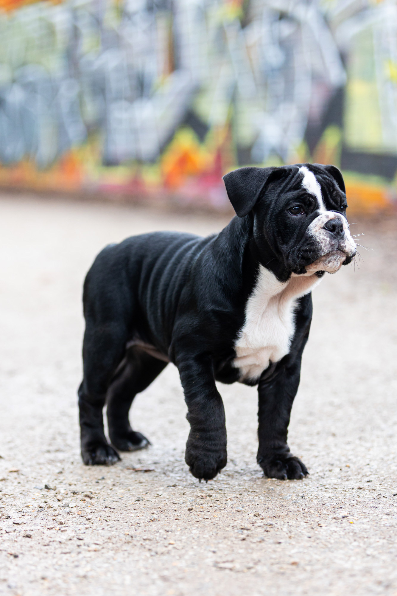 pet-photographer-port-melbourne