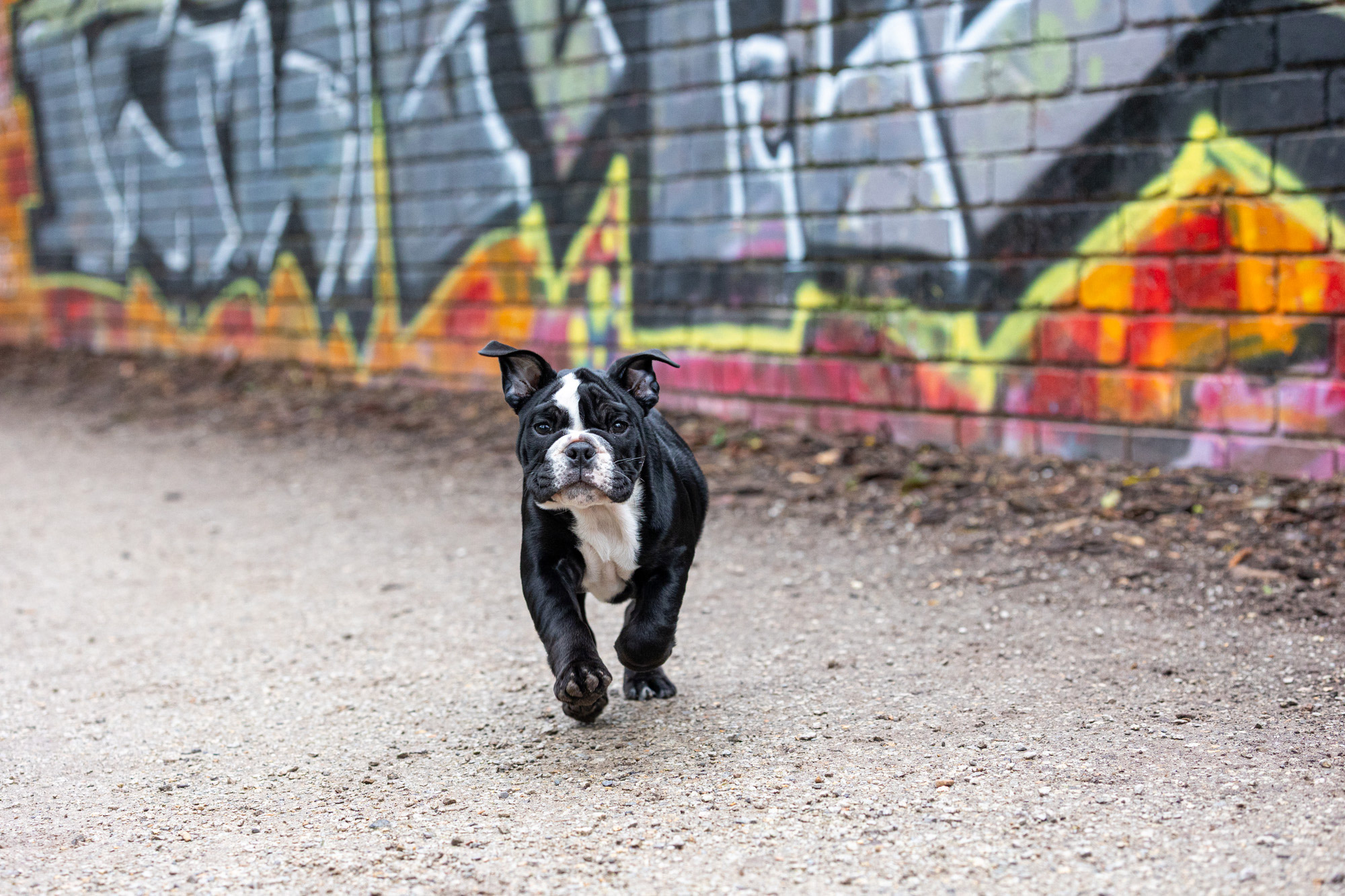 pet-photographer-port-melbourne-st-kilda