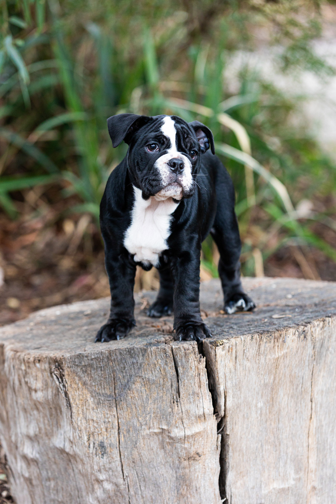 Pet Photographer st kilda port melbourne