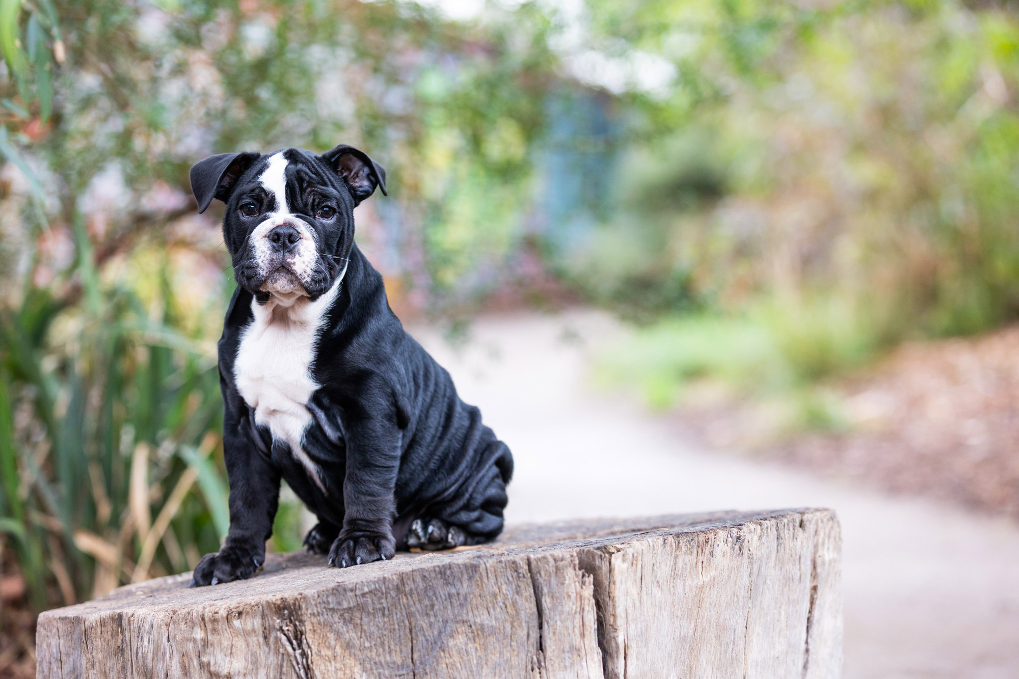 Pet Photographer st kilda port melbourne