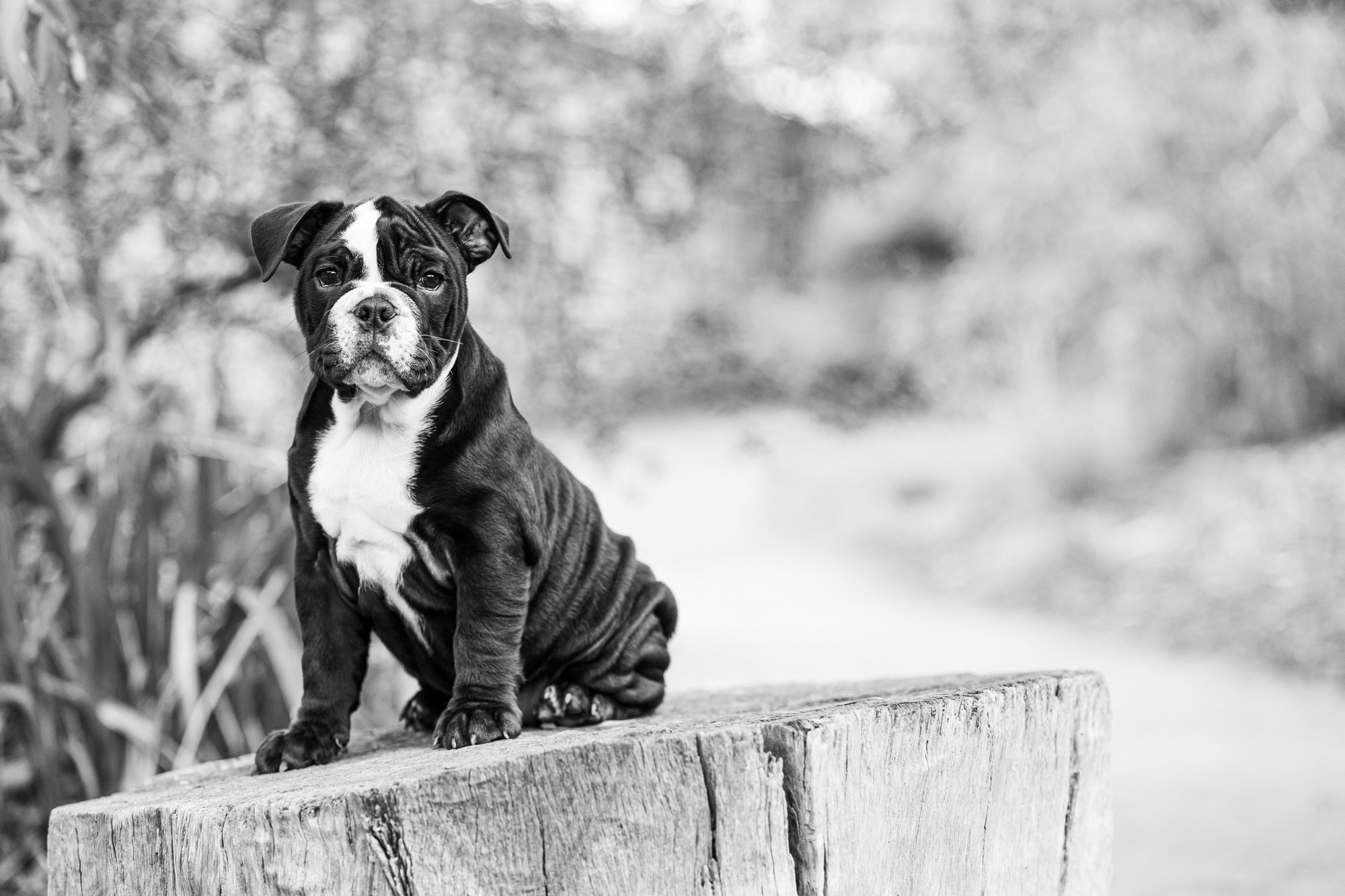 Pet Photographer st kilda port melbourne