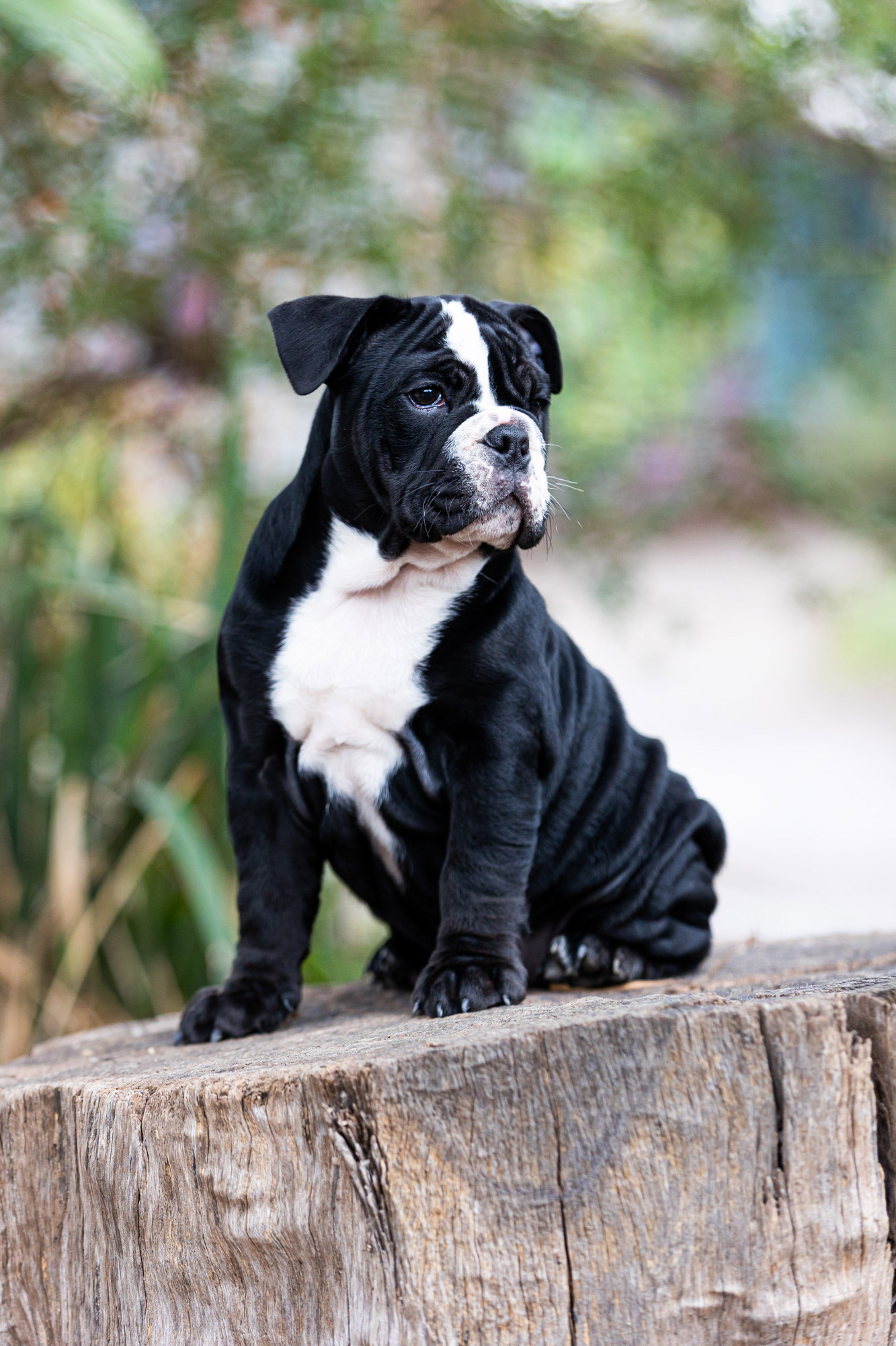 Pet Photographer st kilda port melbourne
